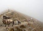 Horse approaching a misty Gobu La