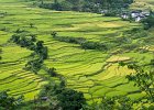 Terraced fields on the road to Thimpu