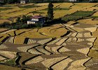 Farm land near Paro, with crops drying in the sun
