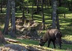 A takin at the reserve in Thimpu. The takin is the national animal of Bhutan, and looks like a cross between a goat, cow and moose.