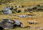 Marmot grazing