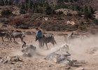 Our pack horses rolling in the dirt behind our camp at Phoksumdo lake