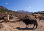 Yak and chorten near Ringmo