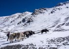 Yaks going the other way to the top of Kang La
