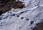 Snow leopard tracks at the top of Jeng La