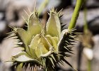 Datura pod near Jyalhasa. Datura and marijuana plants grow in profusion in some areas along the path