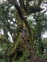 Me in a big tree on the way up Acatenango