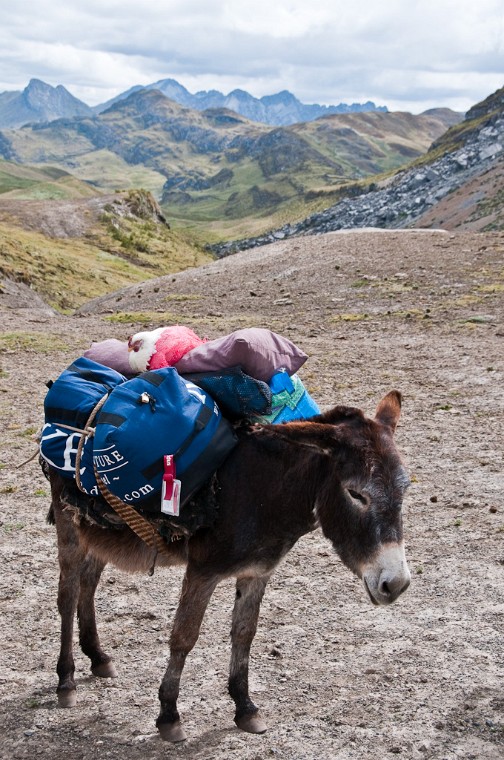 One of the ten or so donkeys that carried most of our stuff!